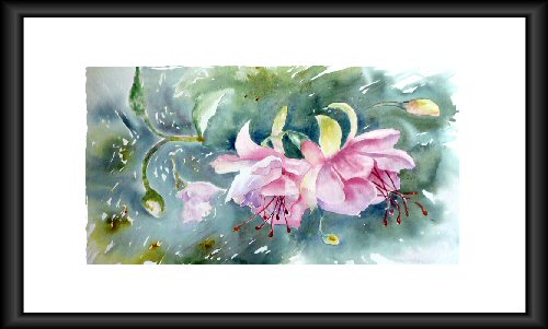 Fuschias - Aquarelle 2009 (Emile Wouters)